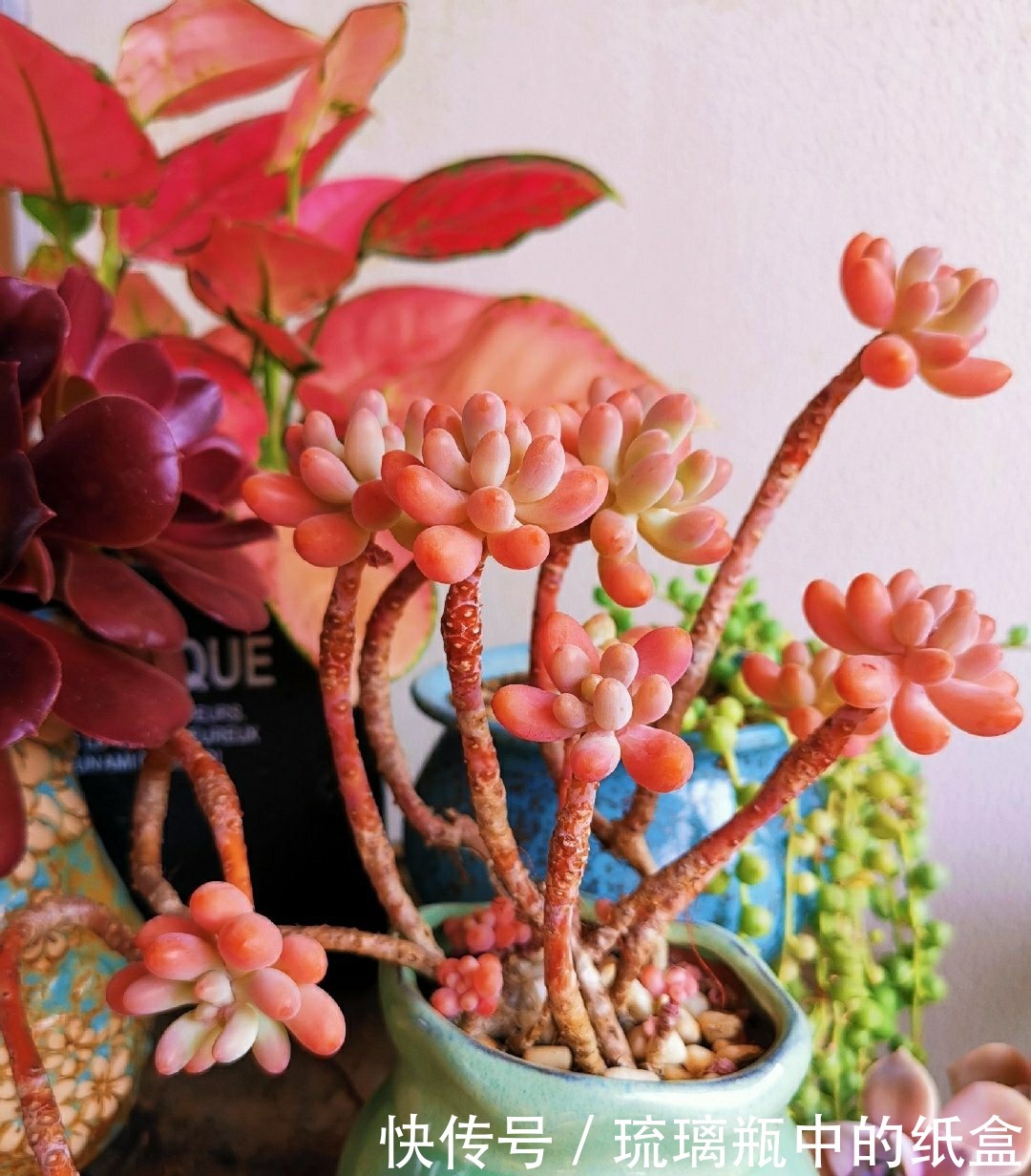 多肉春天浇水做好三个“观察”,快速生长,安全度夏