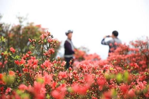 岭上花开醉游人