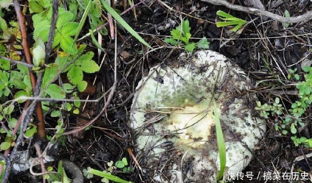 因长成“绿色”而稀罕,产地一斤炒到300元,网友送我都不敢吃