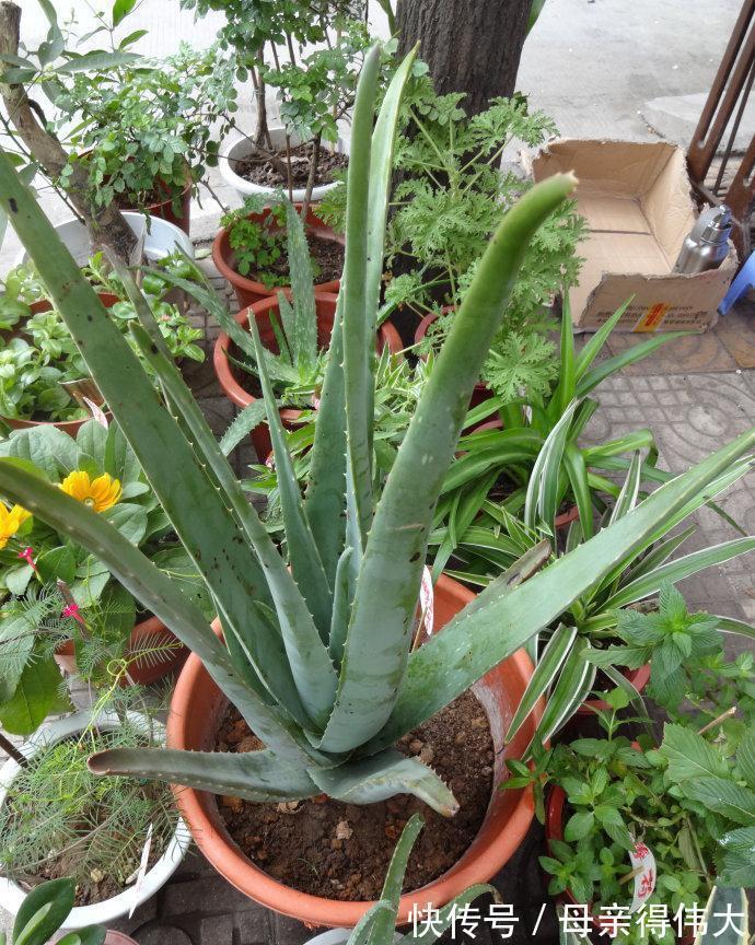 6种“懒人花”,看着很普通,养着很“实惠”,养得越久越觉得好