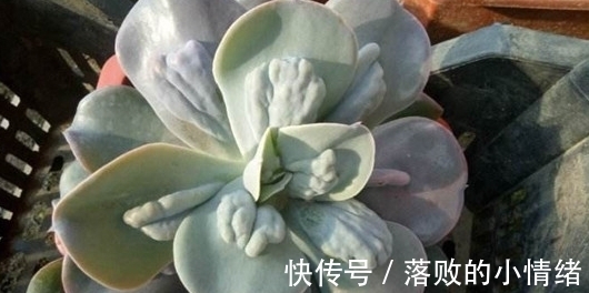多肉怎么养才能又肥又萌?