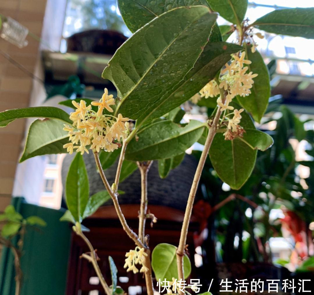 这花不用扦插,枝条套个塑料袋,大白根呼呼冒养花大全昨天
