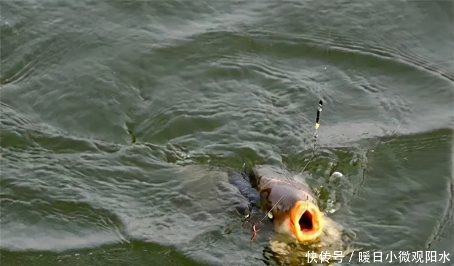 主线|主、子线合理搭配,使小钩细线搏大鱼成为可能,让旁人尖叫