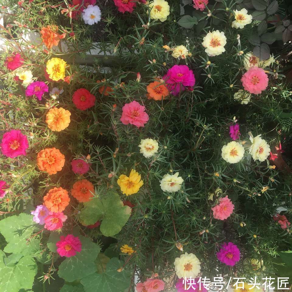 天气越热,越能开爆盆的“5种花”,阳台各养1盆开花上千朵