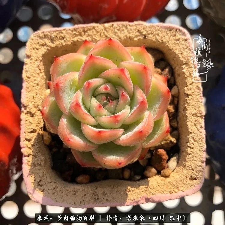 时间是多肉最好的滤镜！附个人养护经验！