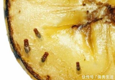 荔枝|6种水果有“寄生虫”,还能给孩子吃吗?医生建议:这些要少吃