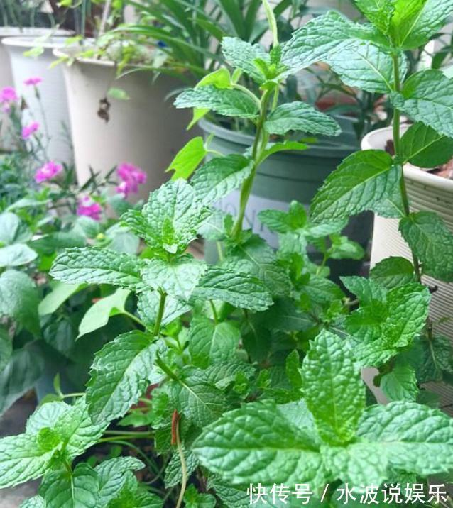 薄荷花|卫生间、浴室异味大咋办别再喷洒香水遮掩，放上它们就够了