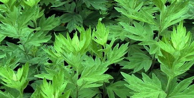 它是子宫肌瘤的“冤家”，坚持吃，或助你活血化瘀，肌瘤自然消