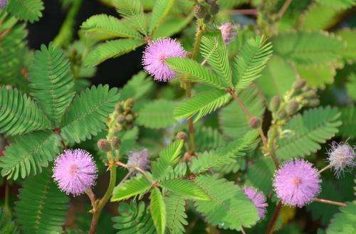 办公室不宜养的“五种”花！香气扑鼻里藏着“大秘密”