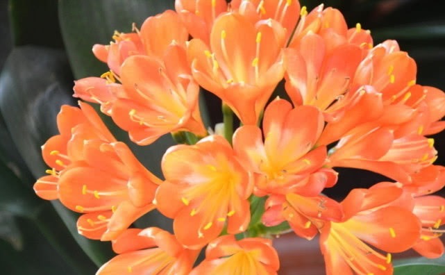 君子兰长得慢,开花小盆里扔点“它”,花朵大如拳,爆盆不是梦