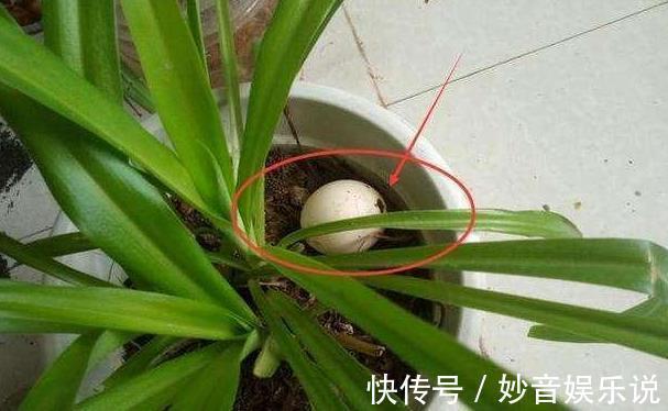 养花不用买肥料,4种''生活垃圾''一处理,盆栽开花又大又漂亮