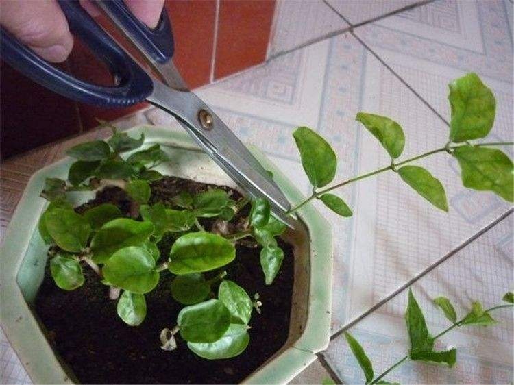 茉莉修剪专挑出头枝,抓住机会,一个月后还能有花赏!