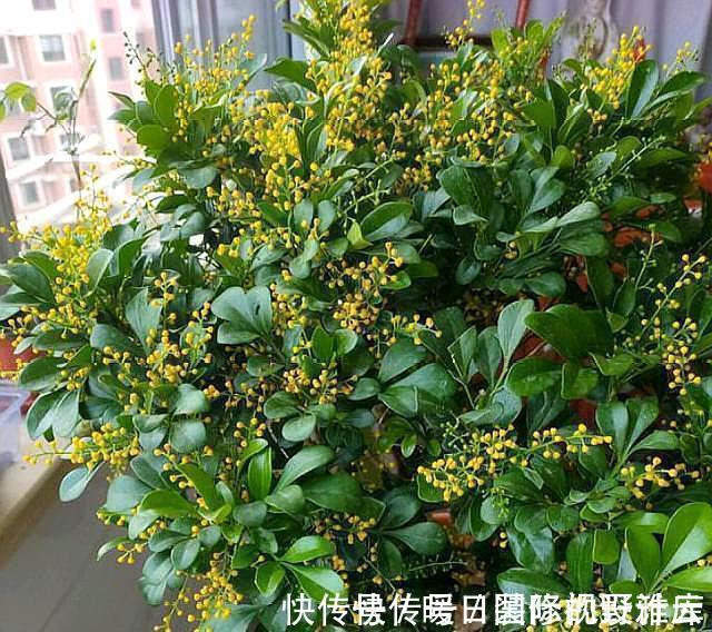 米兰花|5种“香水花”，妖娆又艳丽，家里养一盆，比香水都好闻