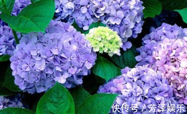 枝条|养绣球“修剪”要做对,花期必开花,花开几百朵,变成“大花球”