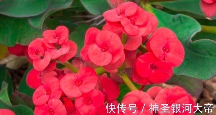 对待新手超友好的花卉，妖艳妖娆，层层交叠，烂漫迷人眼