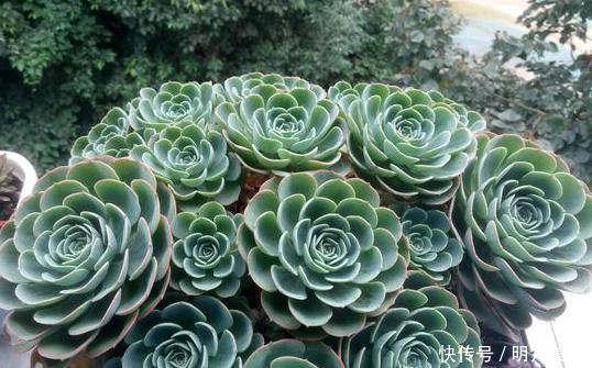 肉友|新人肉友慎入的这几款多肉,你了解多少,知道为什么吗?