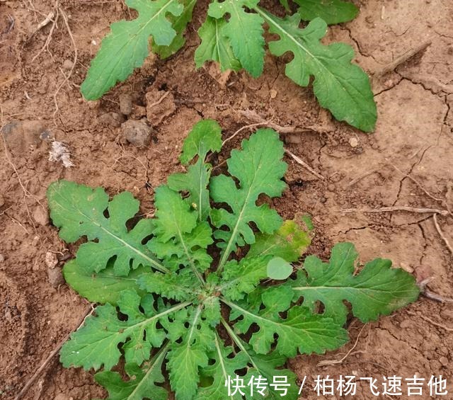 兰陵|临沂兰陵管这些野菜这样叫，不知道各地都一样吗！