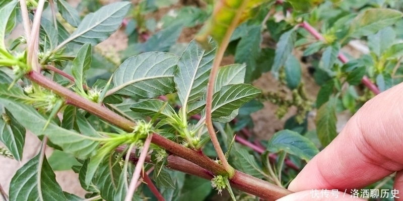 刺苋菜|此菜越老越好,叶子少人吃,根煲汤祛湿有奇效,16元1斤