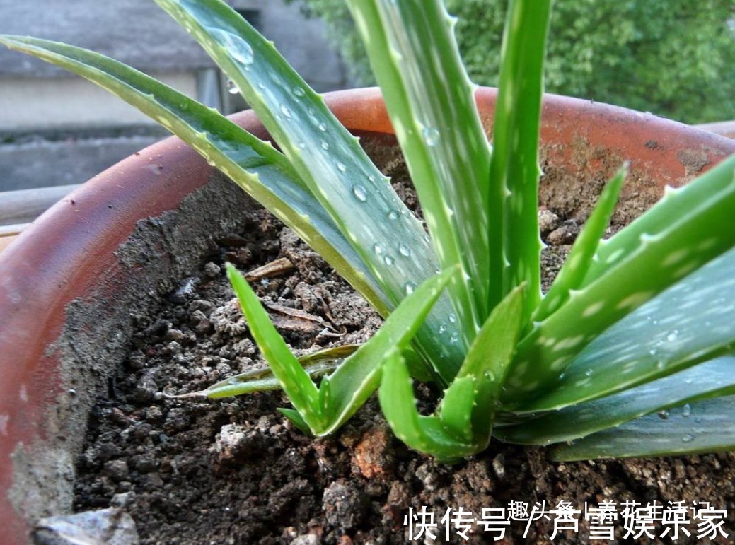 浇水|家中养芦荟,做好这“3点”后,新芽蹭蹭往外冒,叶子爆盆观赏强