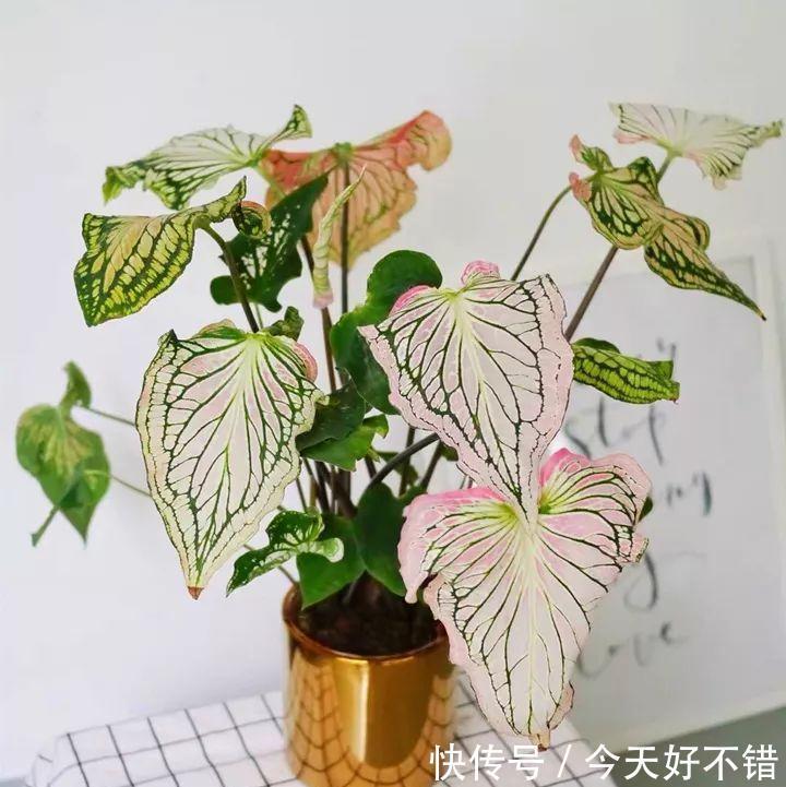 柠檬树|卧室不要乱养花,4种“催眠花”,净化夜间空气,一觉睡到大天亮