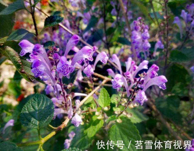春节过后养几款艳丽的花卉,长势旺盛开花美,花朵蹭蹭地冒