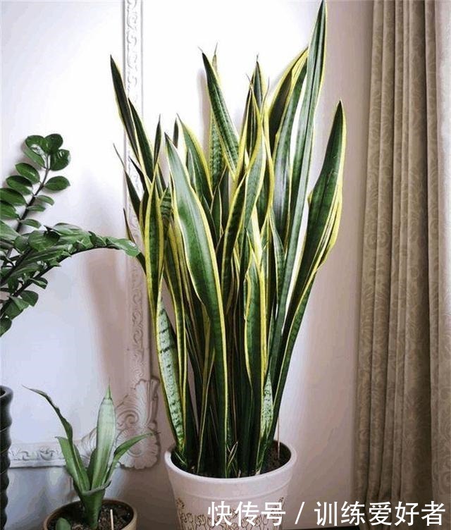 虎皮兰土加“一料”,7天蹭蹭冒小笋,叶片翠绿,独苗变繁花老桩!