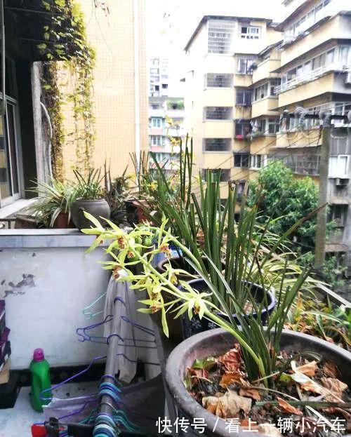 阳台养兰:光照强度影响着兰花的颜值与长势,还可调控花期哦!