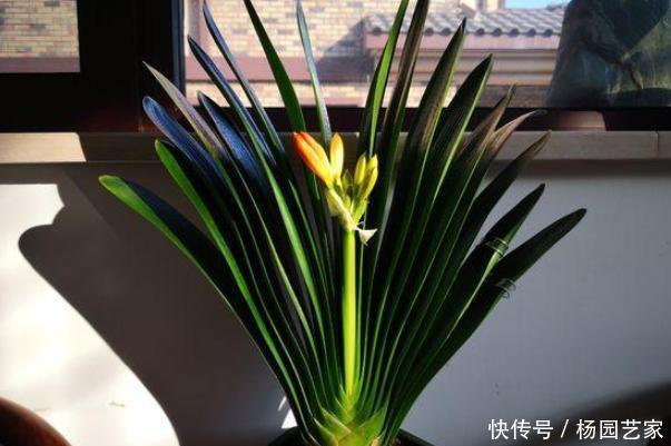 土壤|盆栽土结块怎么办?往土壤中掺杂3样东西,让花草根系越长越旺