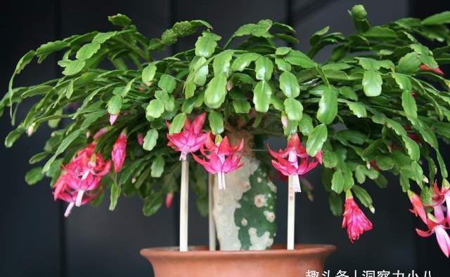 蟹爪兰有“三怕”,室内养护需避开,顺利春化,独苗开出层叠群兰