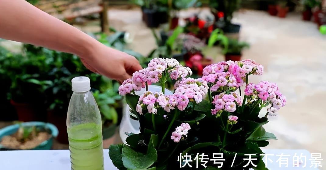 新芽|4种花真强悍,1片叶子就能繁殖出新植株,养两年成大户