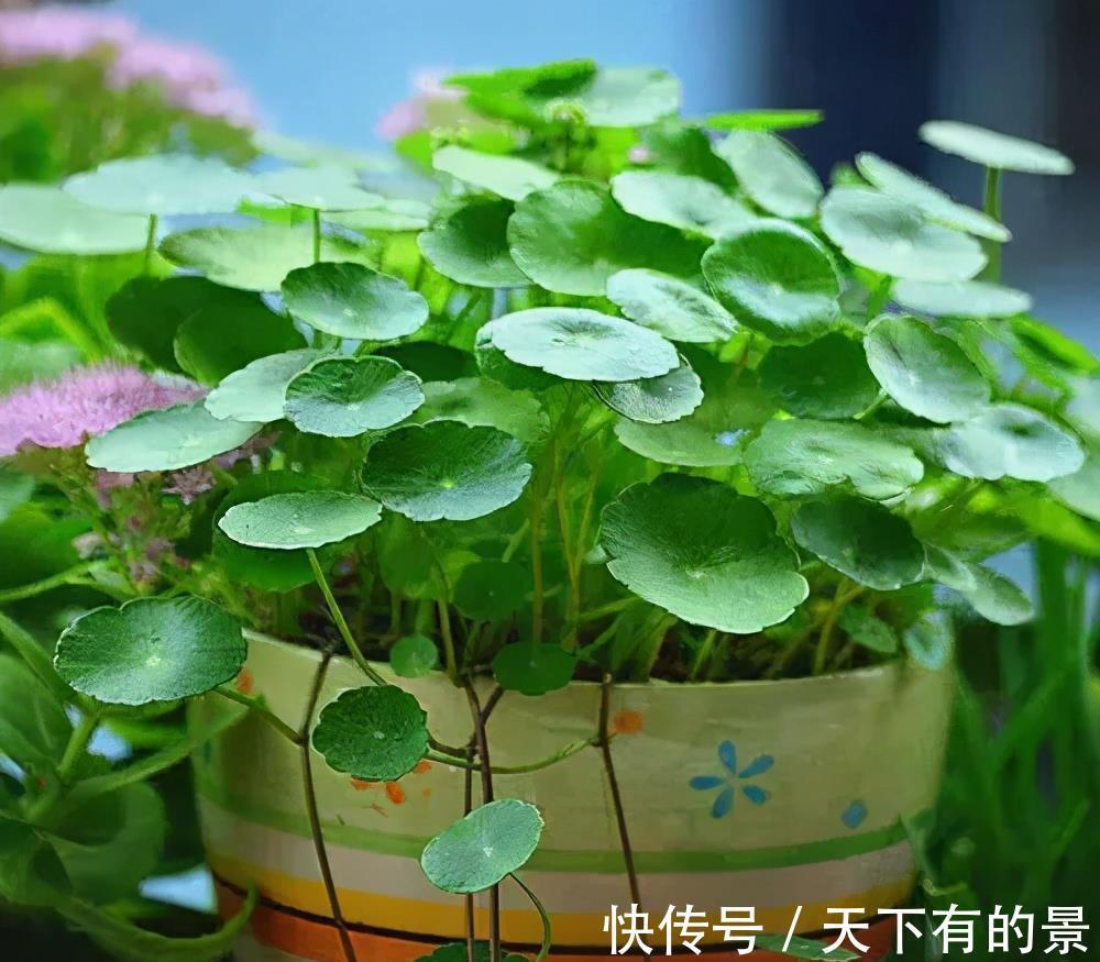 风雨兰|3种漂亮花，夏天也别搬进屋，多晒晒多淋雨，长势旺开花美