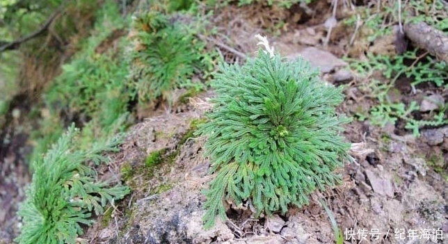 野草|农村这种野草“旱不死”，却是女人的“美容剂”，如今一斤30元