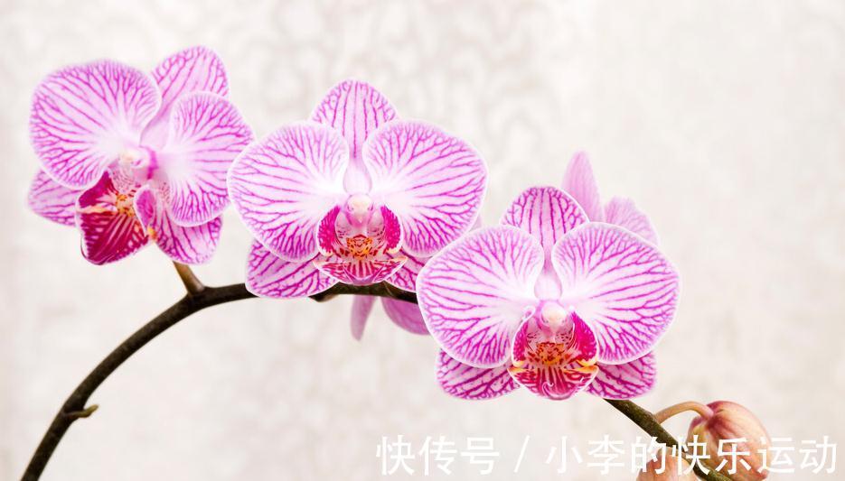 花卉|最抢手的年宵花,喜庆又吉祥,放在家里,热闹过新年