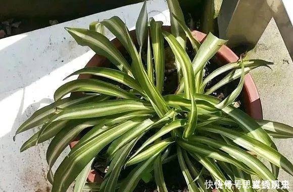 10米长的绿萝,阳台放不下了,看看他是怎么养的吧