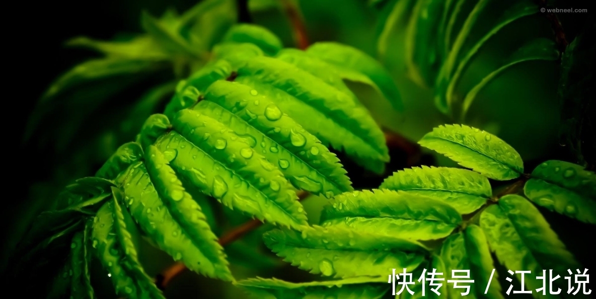 草色|「当代优秀原创诗词」陈静 诗词选