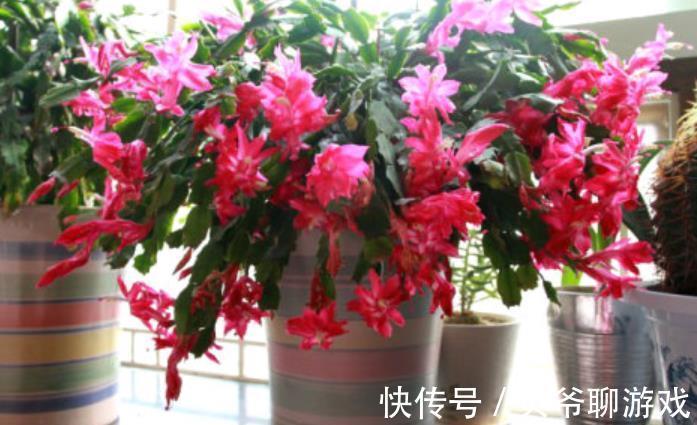 植株|11月养蟹爪兰，花盆里掺点“小东西”，叶片坚挺如钢，能开花不断