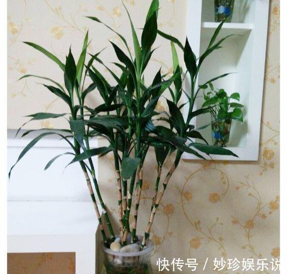 就这5种花,不能晒太阳,一不小心就晒死,不妨你就试一试