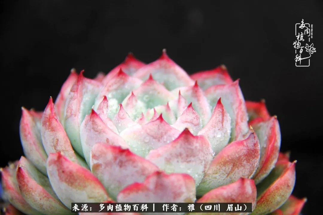 养多肉六年,从痴迷到佛系,世事漫随流水,唯有喜爱永恒!