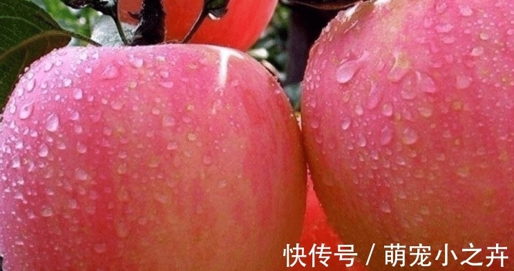 果农|吃葡萄时,用盐还是面粉洗好?果农:错,该这样洗,吃着才放心