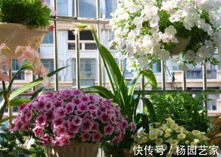 花花长|居家养花，5个错误大家常犯，难怪花花长不好，养一盆死一盆