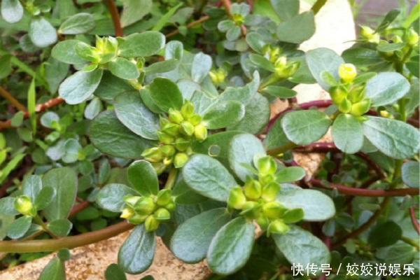 农村人熟悉的四种野菜,都是难得的美味,你都吃过几种呢