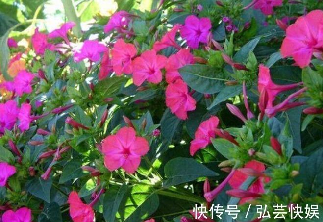 阳台上|花期时间比较长的4种花,寓意“仕途长长久久”,很多人已经在养