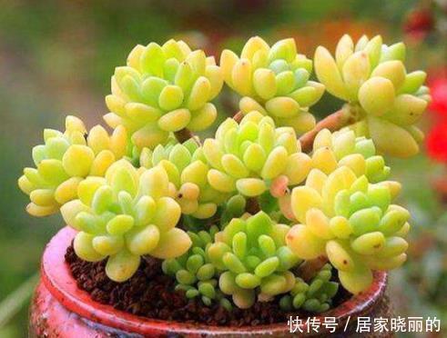刚开始种多肉选8种，好养且自带“体香”，而且颜值非常高！