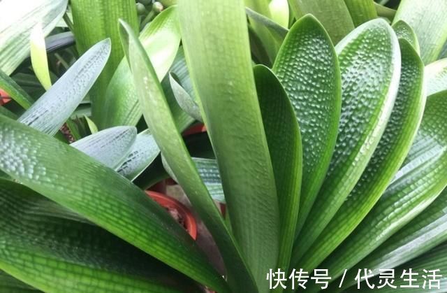 臭蛋|这种“大补肥”,君子兰最爱吃了,半个月用1次,新芽抽不停