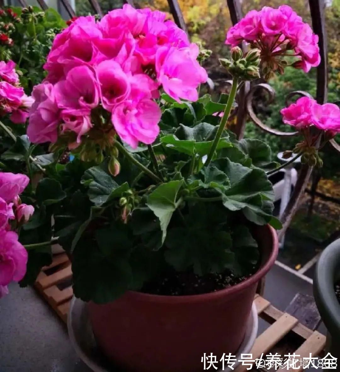 浇水|9种花,夏天休眠了,一定少浇水,否则越浇越死