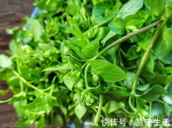 小根|65种野菜图片，带你认识不同的野菜和吃法，你想要的野菜这里都有