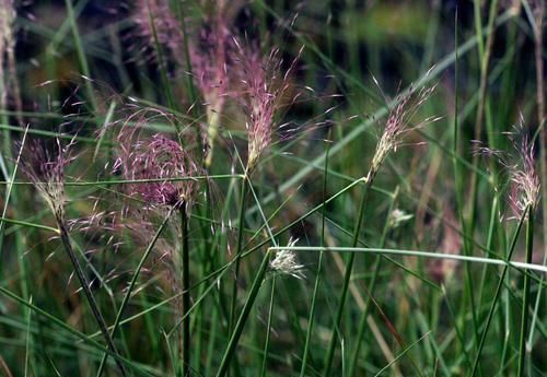 灿烂|又到了粉黛乱子草花开灿烂的时节,在院子就能种,花朵如云雾