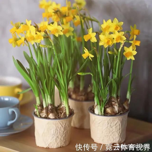 这六种花都是“毒花”,家里有老人、小孩、孕妇的,千万要慎养!