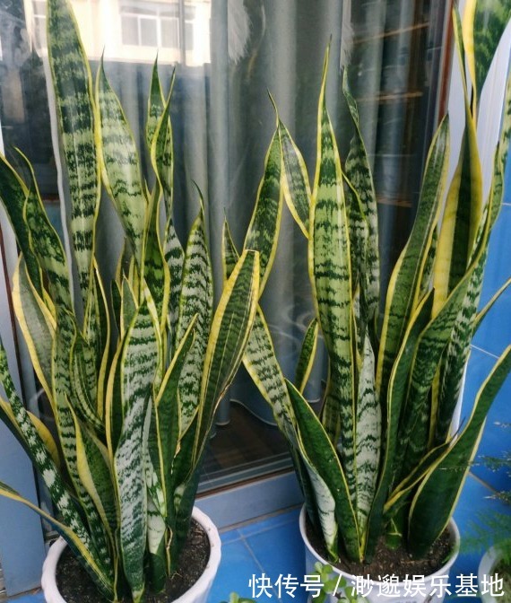 浇水|不爱喝水的“三种花”,没事多晒晒,不断冒花苞,水多反而养不好