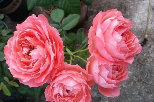 10年老花农养月季，只选这3种，开花美极了，是盆栽佳品！